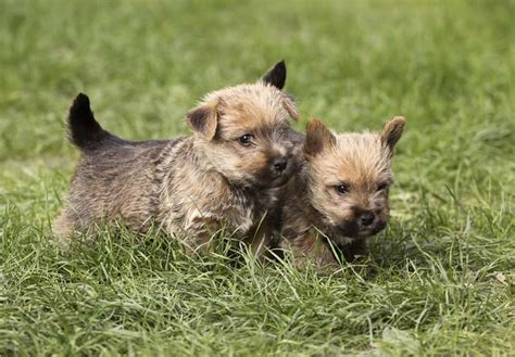 Find Norwich Terrier puppies for sale - Good Dog