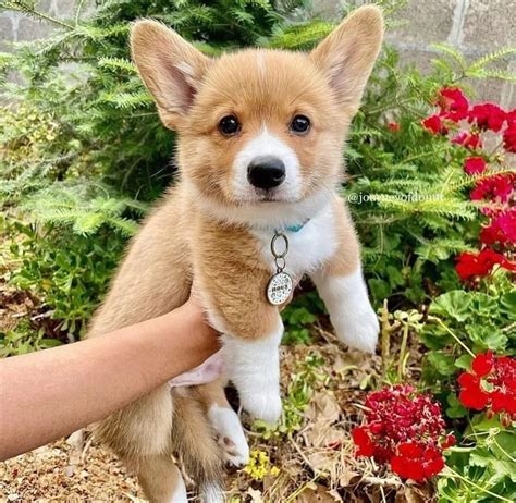 Find Pembroke Welsh Corgi puppies for sale