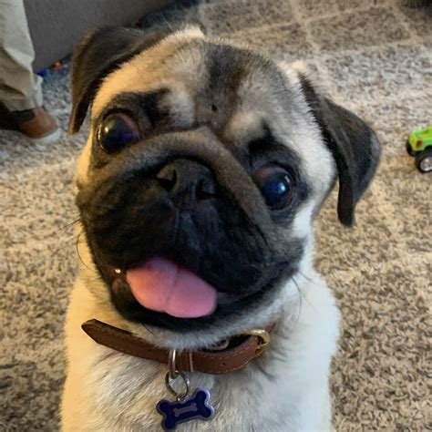Find Pug Puppies For Sale