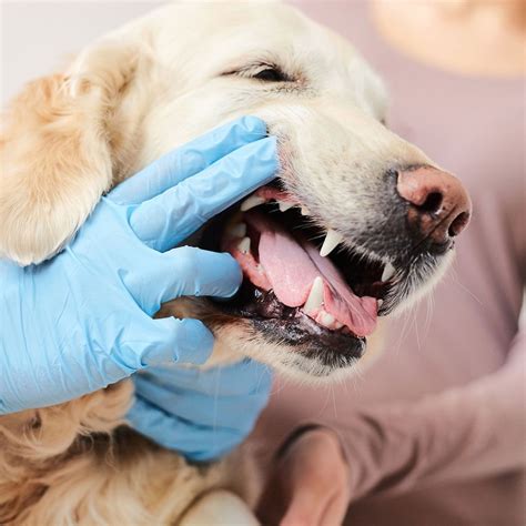 Find Veterinarians In Gadsden AL Qualified Vets Near You