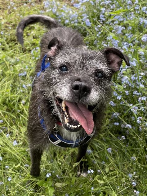 Find a Dog to Adopt RSPCA Sussex North & Brighton