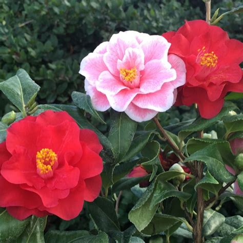 Find camellia. You can find ‘Kramer’s Supreme’ in three-gallon containers available from Fast Growing Trees. 6. Mine No Yuki. A flower of many names, including ‘Mine No Yuki,’ ‘White Doves,’ or ‘Snow on the … 