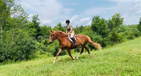 Find horse riding in Ticonderoga, NY - local.com