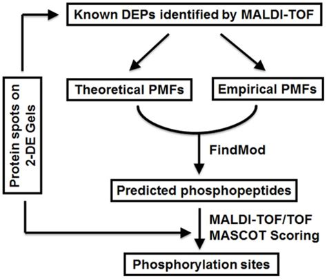 Find mod.  FindMod FindMod is a tool that can predict potential protein post-translational ...