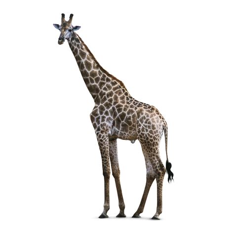 Find out if a Giraffe