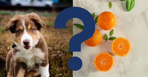 Find the Best Veterinarians for Mandarin Oranges: A Comprehensive Guide to Mandarin Vet