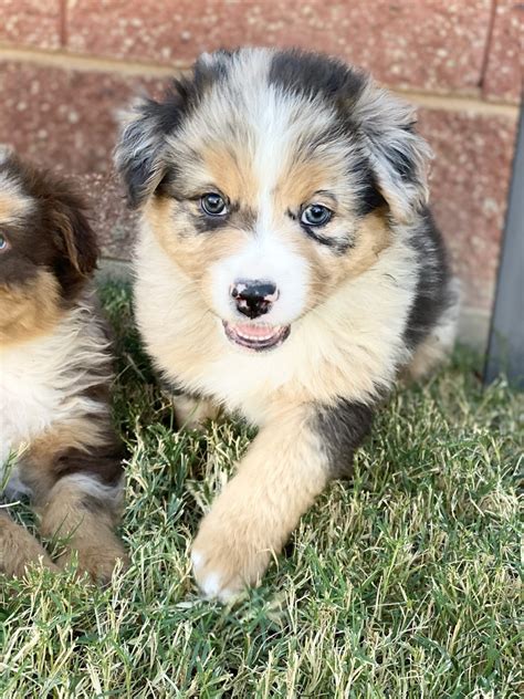 Find your Australian Shepherd puppy for sale in Merced, CA.