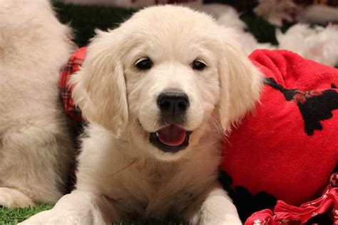 Find your Golden Retriever puppy for sale in Medford, OR.