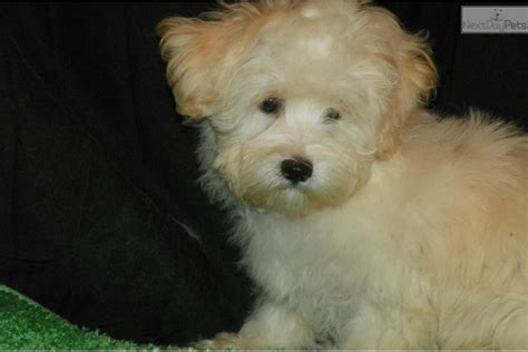 Find your Havanese puppy for sale in Sioux Falls, SD.