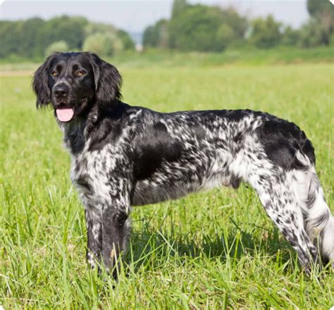 Find your Large Munsterlander puppy for sale. - Puppies.com