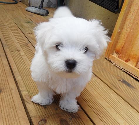 Find your Maltese puppy for sale in New Jersey. - Puppies.com