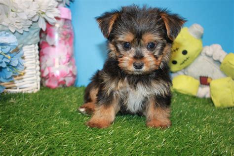 Find your Yorkshire Terrier puppy for sale in Chester, SC.