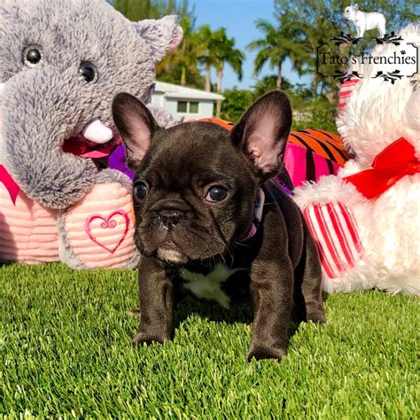 Find your perfect companion today!  Welcome to Tatos Frenchies!!! We are located in the sunny palm tree filled West Palm Beach Florida