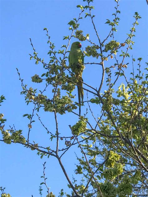 Finding the Green Parrots in Rome - An American in Rome