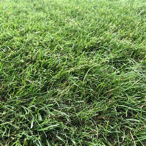 Fine fescue. Mar 26, 2015 · Identification: Tall fescue is a coarse-textured (wide-bladed), bunch-type grass. Improvements in tall fescue leaf texture have resulted in more fine-bladed varieties/cultivars that have helped to increase the turf quality and use of this drought-tolerant turf in Indiana. 