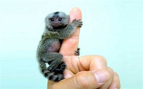 Finger monkey cost usa. An adult finger monkey becomes 4-6 inches long and weighs 3.5 ounces. They are so small that's why they can easily hang on the fingers of an adult human. Finger monkeys are social creatures; that's why they always travel in groups. Usually, a finger monkey has 6 to 9 members in their family with an equal number of males and females. 