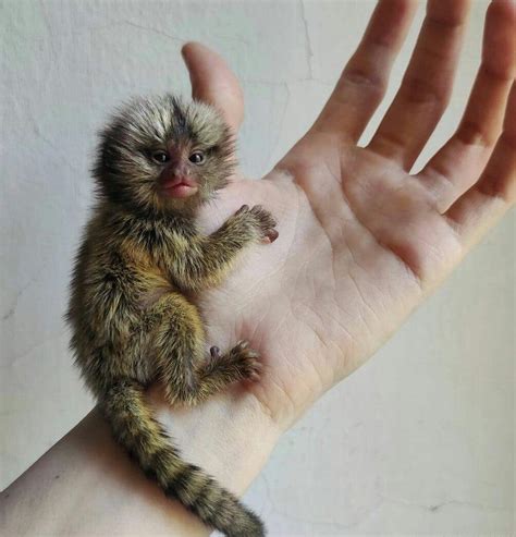 Finger monkey price usa. Marmoset Finger monkeys for rehoming Near me. 272 likes. We are here to make sure every marmoset lover stands a chance of getting one without getting scammed 