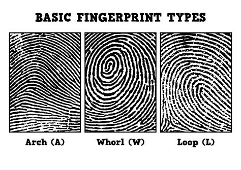 Fingerprint Ridge Patterns Worksheet Answers