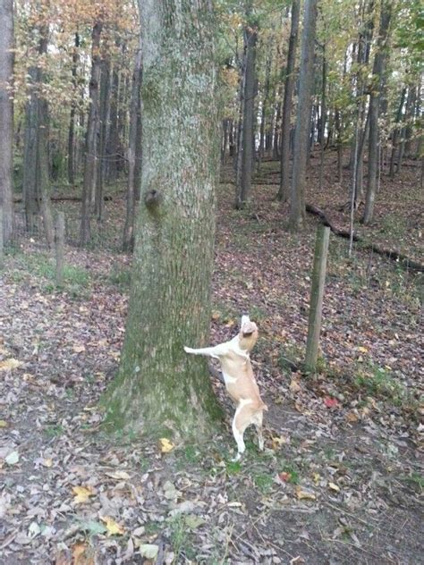 He is a started squirrel dog. Very eager to please!! He has only been hunting a few times and has treed 8 squirrels. Call if interested. Location: Farmerville. Reply to Seller. View pictures. 35qt in stock for only $219, 65qt for $265 80qt are $319+Tx Shimano top shelf dealer with plenty of lifetime... View pictures.. 