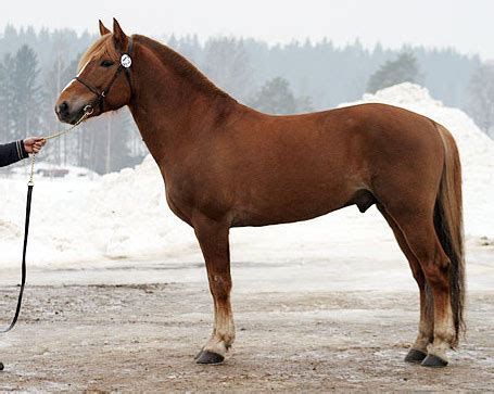 Finnhorse Animal Database Fandom