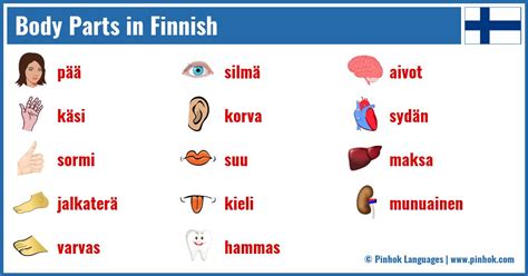 Finnish vocabulary for the human body - Speak Languages