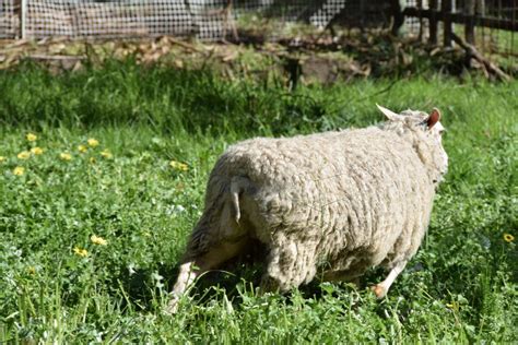 Finnsheep Cross - farm & garden - by owner - sale