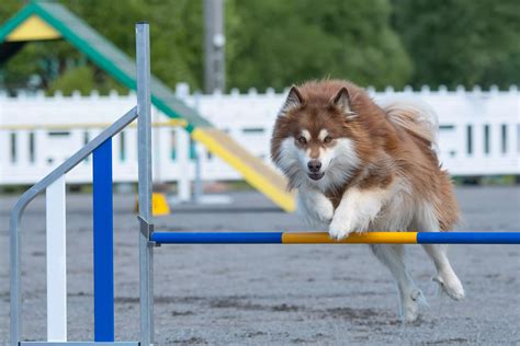 Finsk lapphund motion