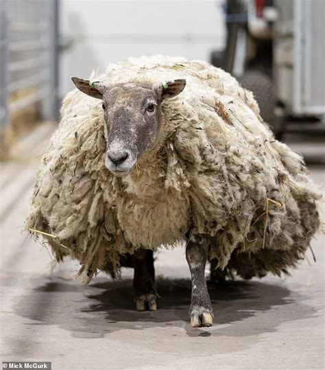 Fiona sheep rescued. Nov 5, 2023 · A row has broken out over plans to rehome Britain's loneliest sheep. The ewe, now named Fiona, was rescued on Saturday after being stranded for more than two years at the foot of cliffs in the ... 