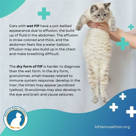 Fip In Older Cats TheCatSite