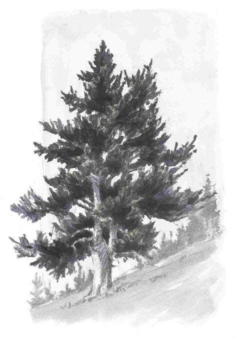 Fir Tree Drawing at Explore collection of Fir Tree