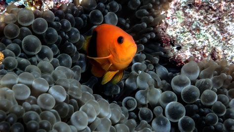 Fire Clownfish Fish Breed Profile - The Spruce Pets