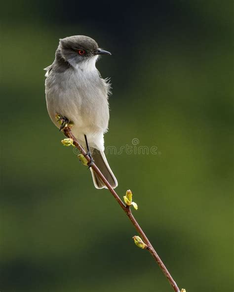 Fire-eyed Diucon - Pyrope pyrope - oiseaux