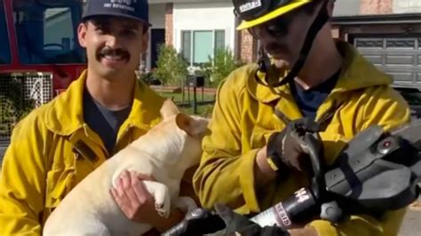 Firefighters help trapped Frenchie out of tight situation