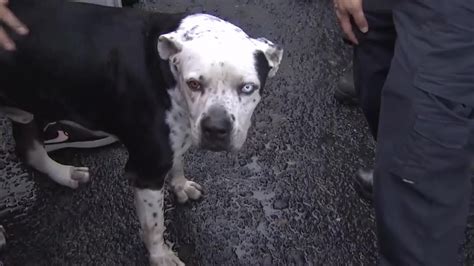 Firefighters reunite with dog they found wedged between warehouse walls in Hialeah
