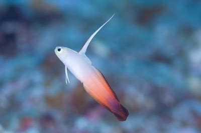 Firefish Care Guide - Can You Mix Firefish Goby?