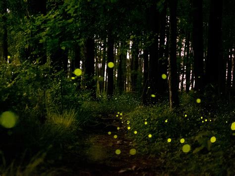 🍆 Fireflies Leaked [CLIP] 124 Photos