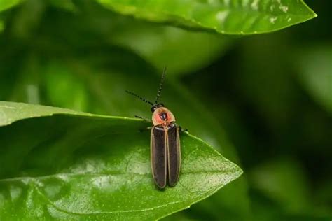 Firefly - Facts, Size, Diet, Pictures - All Animal Facts