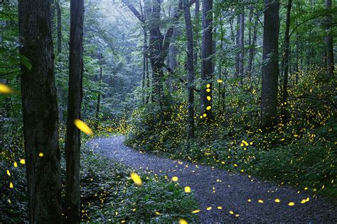 Fireflies are found in all U.S. States, but not all of the species glow, according to Smithsonian Magazine. Fireflies in the western states do not produce light. Fireflies are foun...