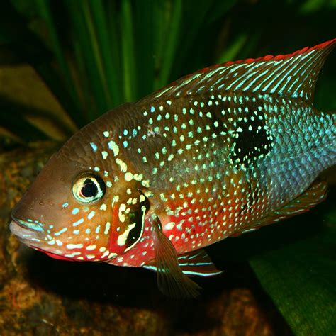 Firemouth cichlid. Things To Know About Firemouth cichlid. 