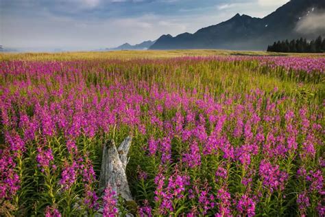 Fireweed - Alaska Wildland Adventures