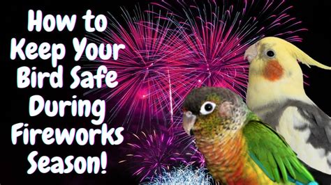 Fireworks For Bird Scaring — Epic Fireworks