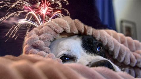 Fireworks are too loud for many pets. Here’s how to keep them safe