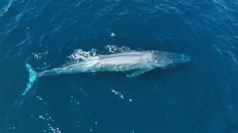 First 2023 sighting of blue whale off California coast