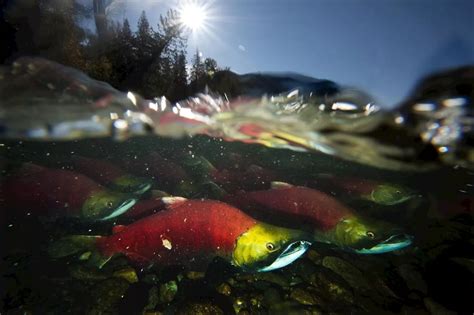 First Nations seek salmon return to Columbia Basin in new treaty with U.S.