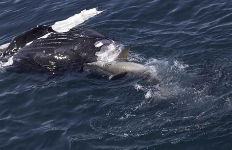 First Observations Of White Sharks Attacking A Live Humpback Whale …