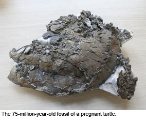 First Prehistoric Pregnant Turtle And Nest Of Eggs Discovered In ...