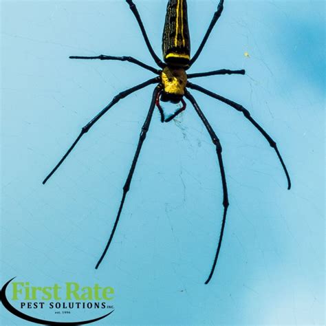First Rate Pest Control Solutions Spider Prevention For Fall Time Keep