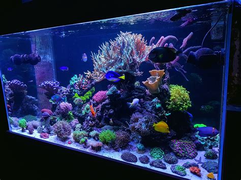 First Reef Store? - Reefs.com Saltwater Aquarium Forum