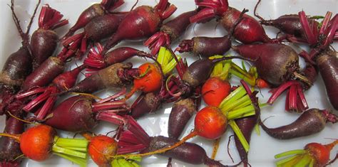 First Time Canning With a Water Bath: Pickled Homegrown Beets