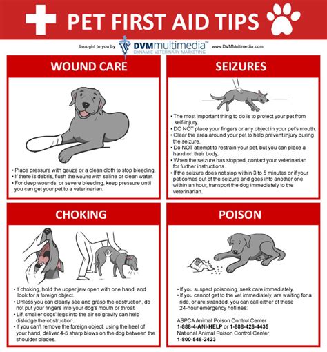 First aid for dogs an owner s guide to a. - Akten der 3. salzburger jahrestagung für linguistik (psycholinguistik).